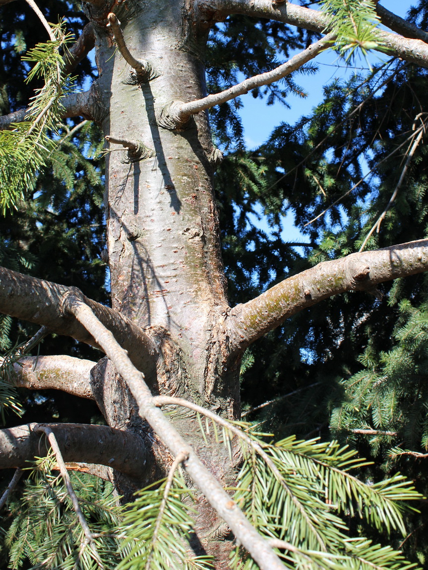 Image of Pseudotsuga menziesii specimen.