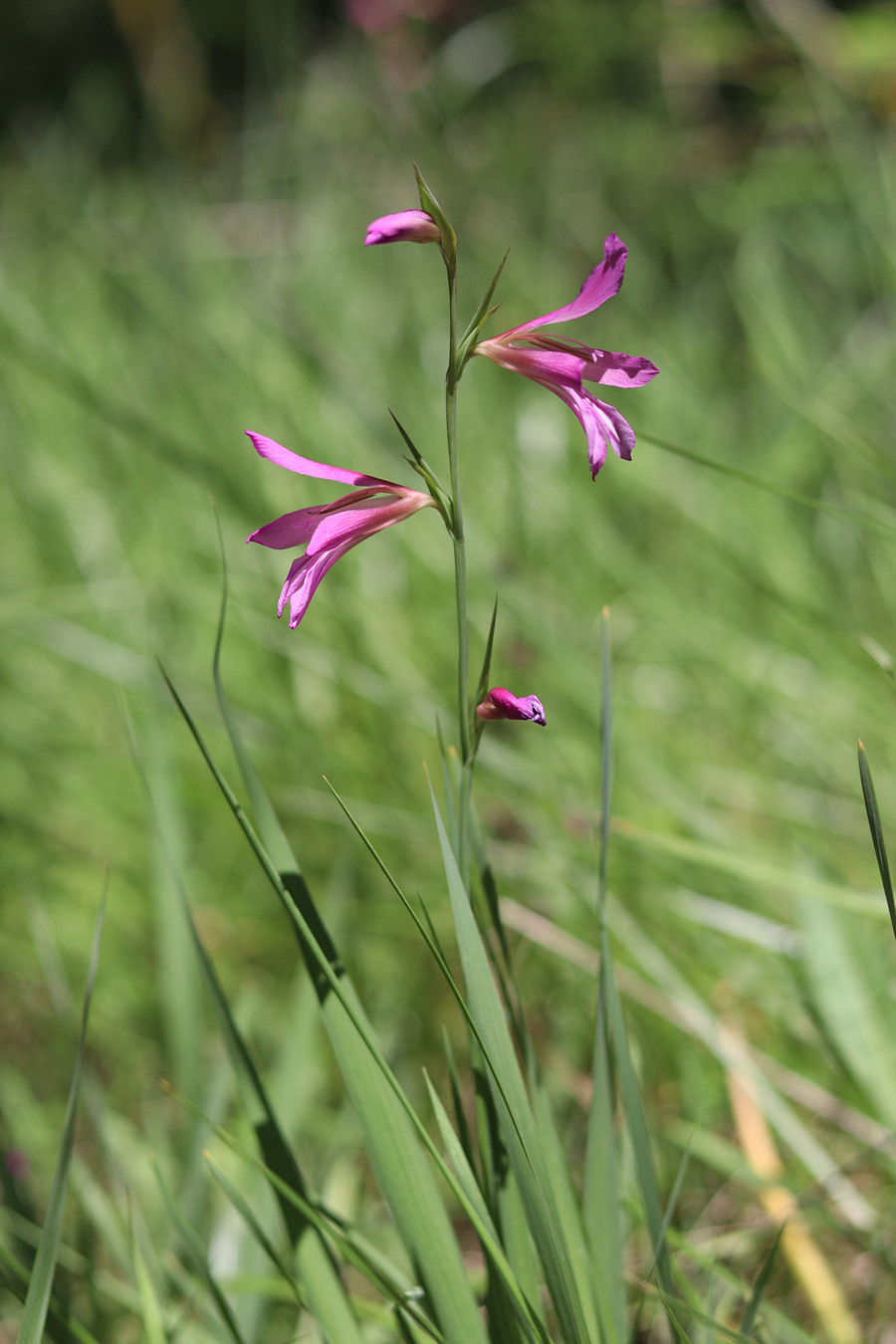 Изображение особи Gladiolus italicus.