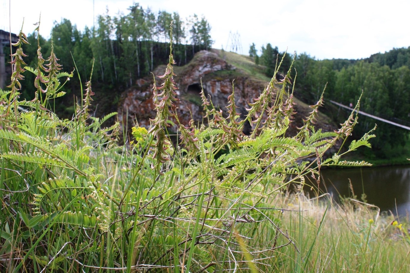 Image of Astragalus falcatus specimen.