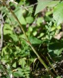 Himantoglossum caprinum