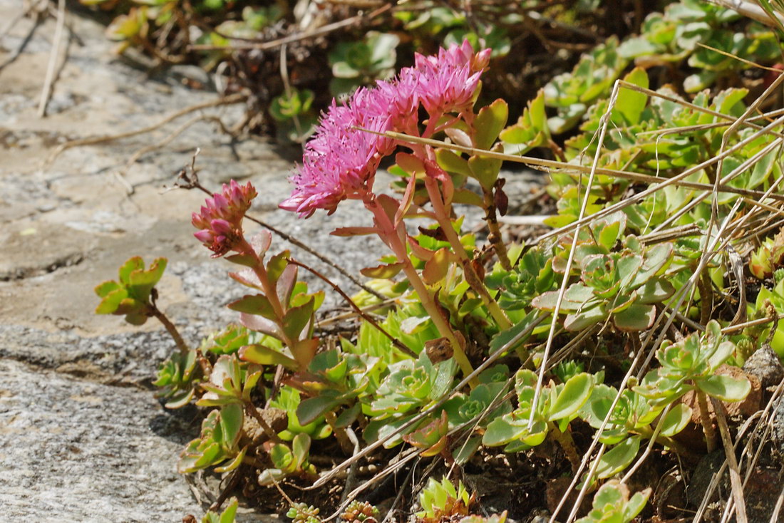 Image of Sedum spurium specimen.