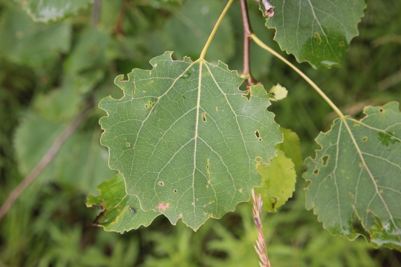 Изображение особи Populus tremula.