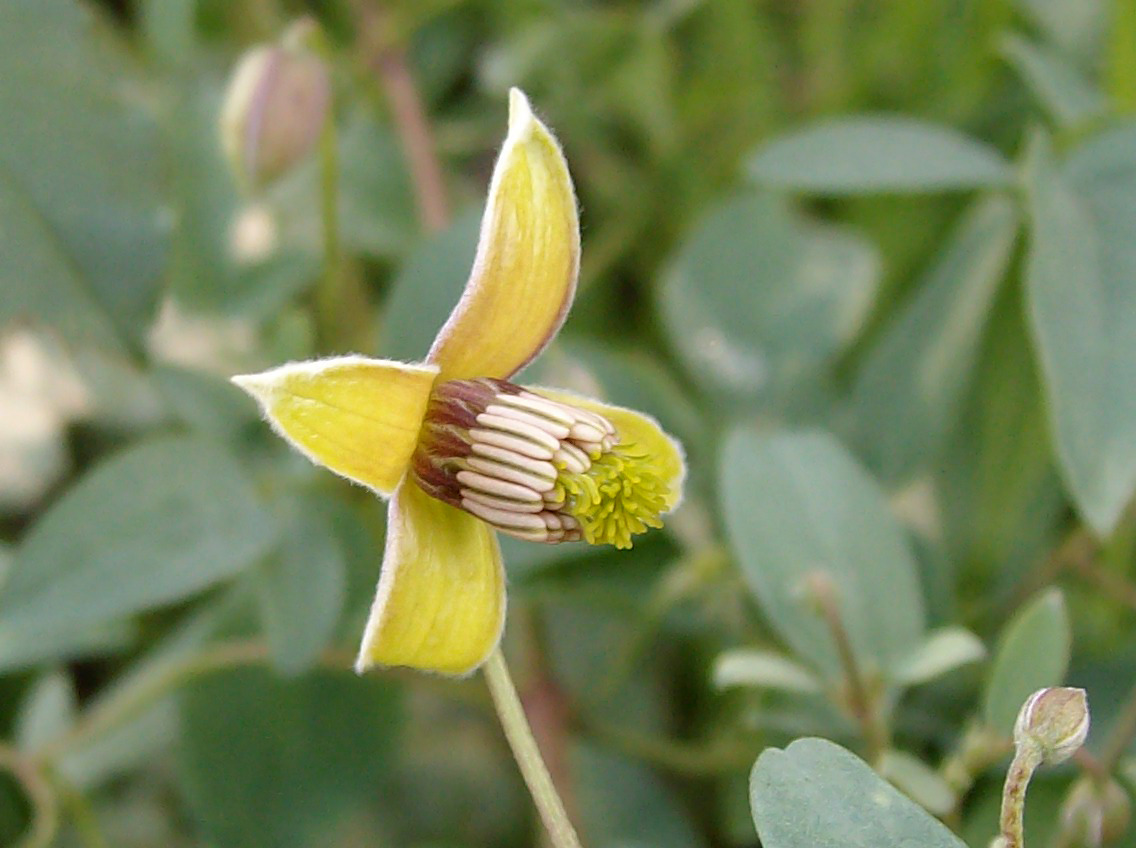 Image of Clematis glauca specimen.