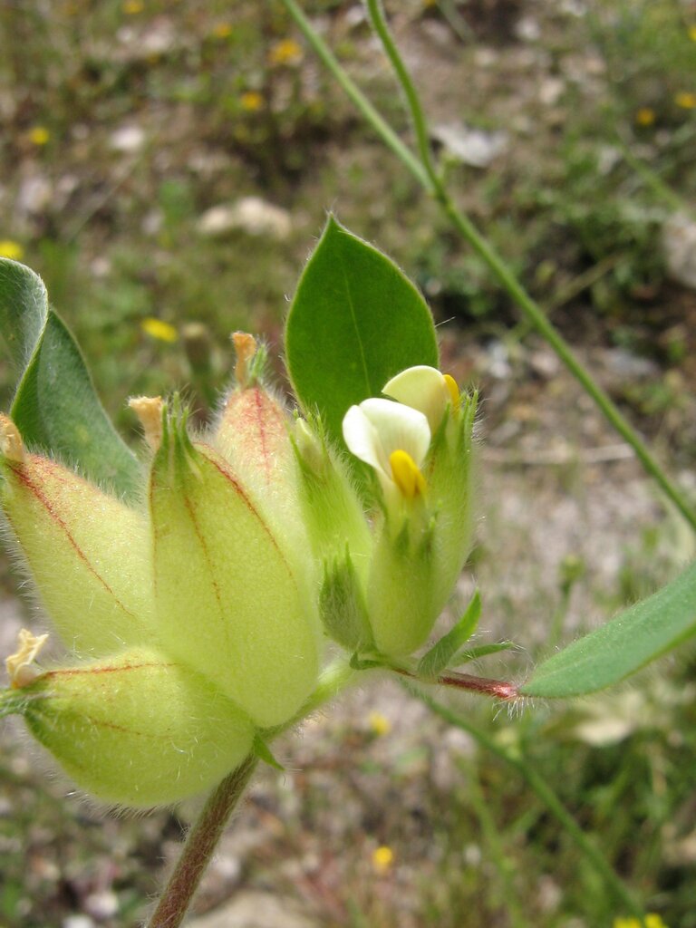 Изображение особи Tripodion tetraphyllum.