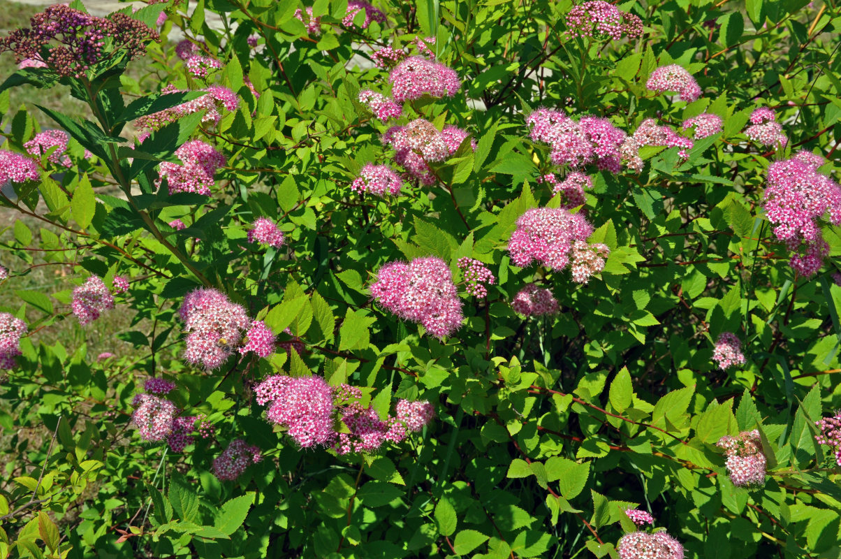 Image of Spiraea japonica specimen.