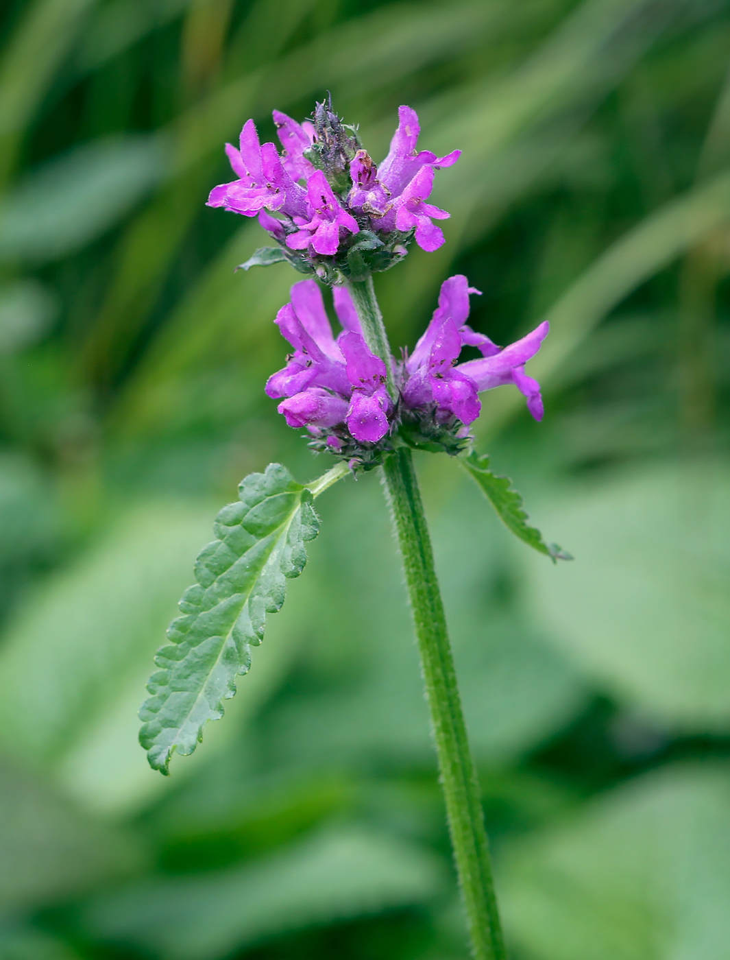 Image of Betonica officinalis specimen.