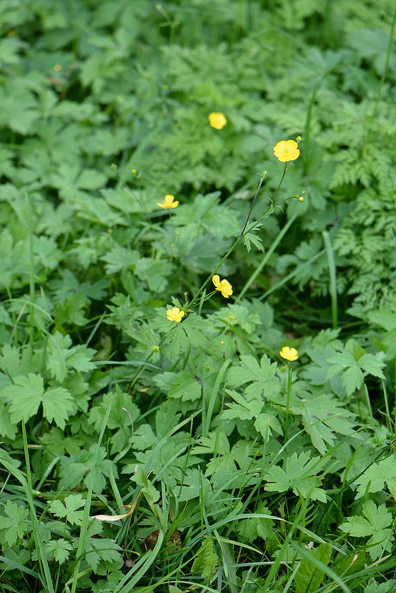 Image of genus Ranunculus specimen.