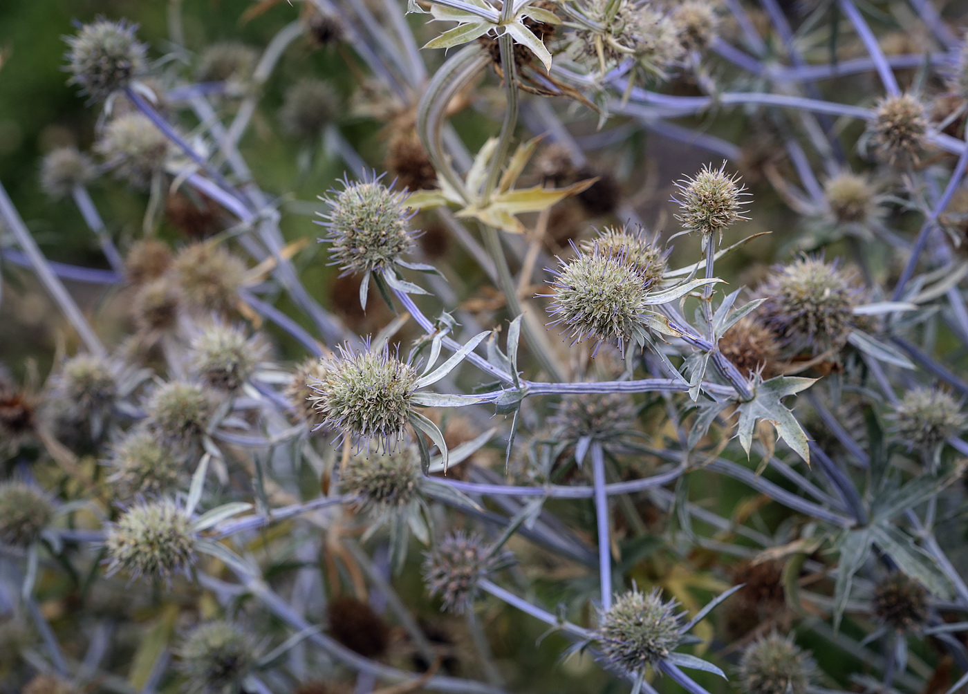 Изображение особи Eryngium planum.