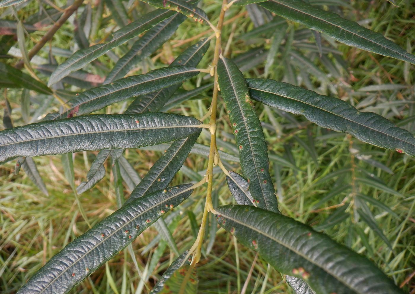 Image of Salix viminalis specimen.