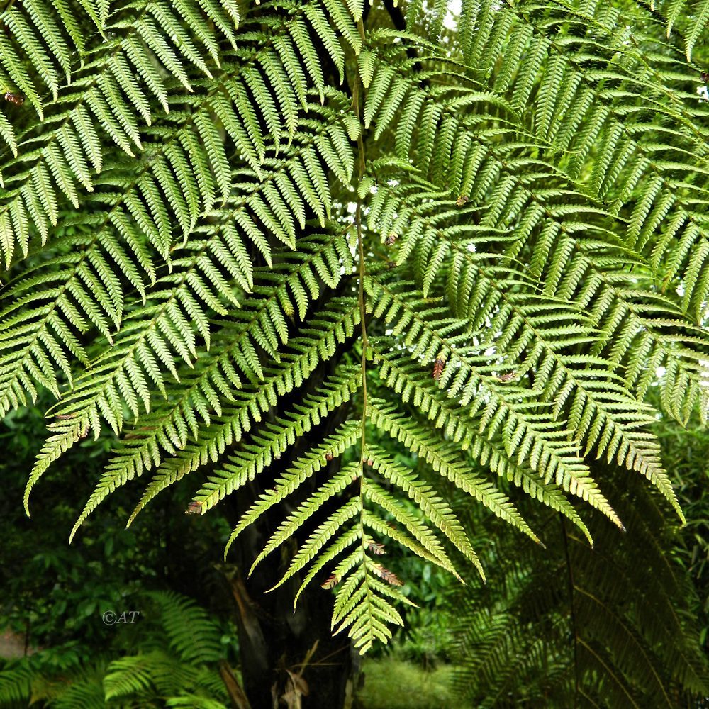 Image of Sphaeropteris medullaris specimen.