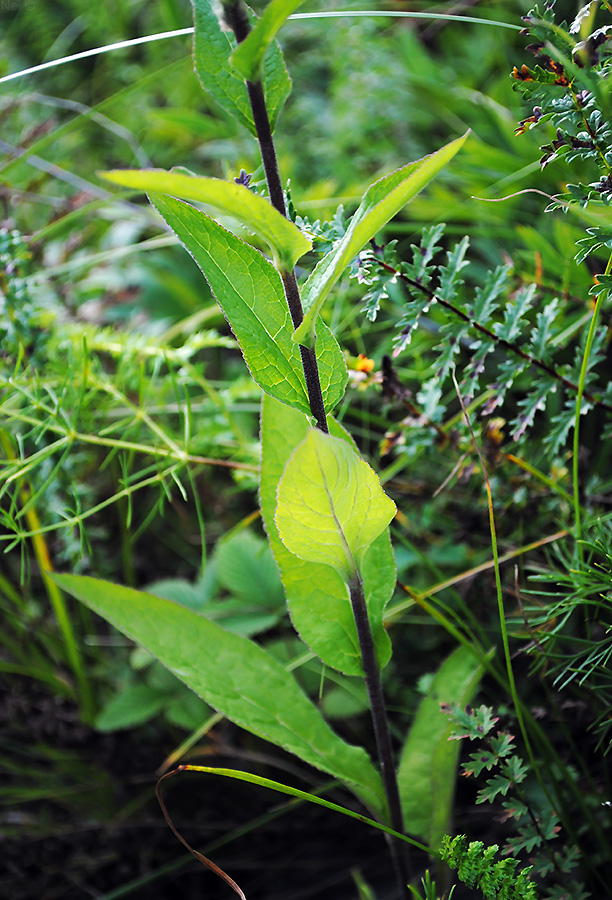 Image of Campanula bononiensis specimen.