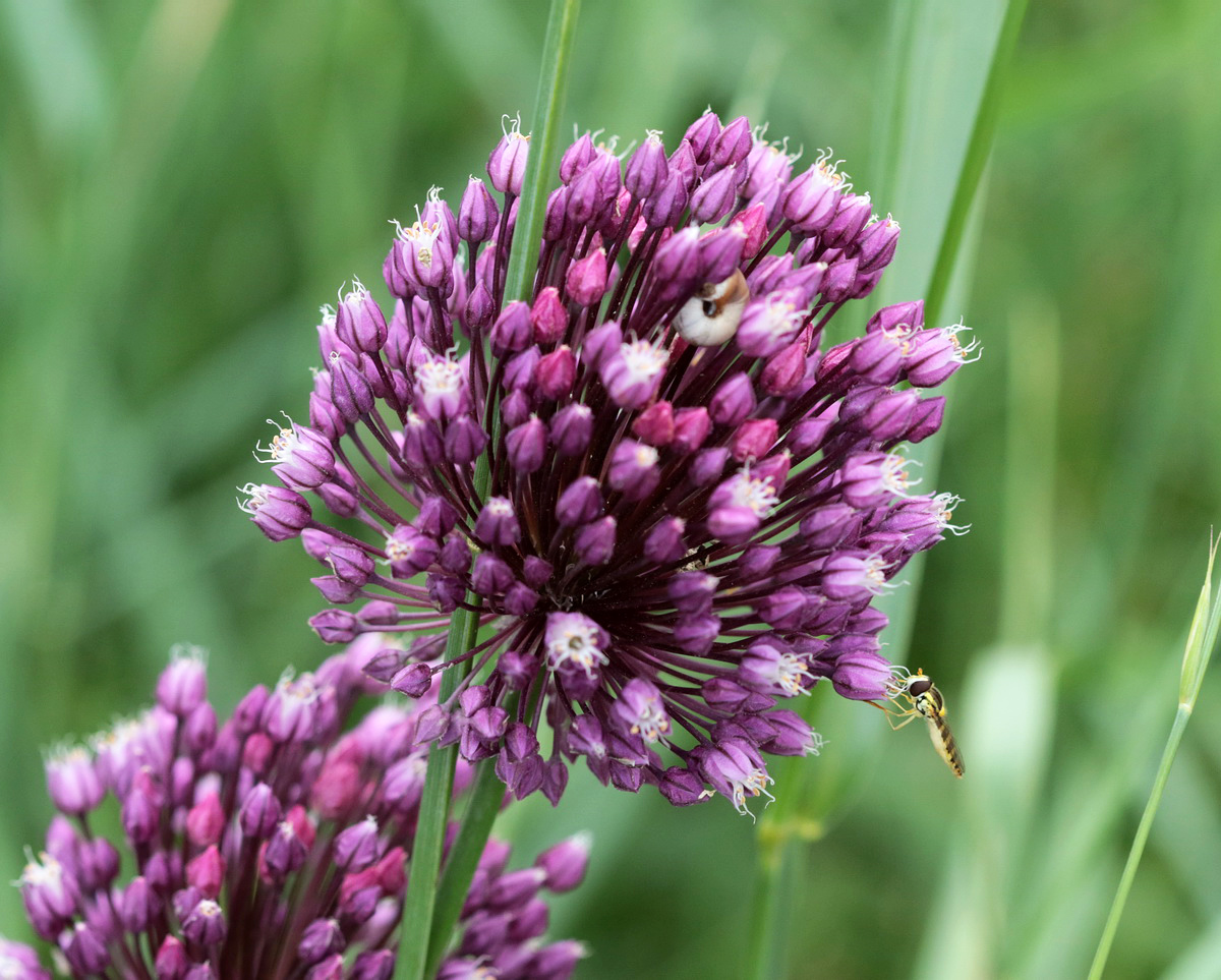 Image of Allium rotundum specimen.