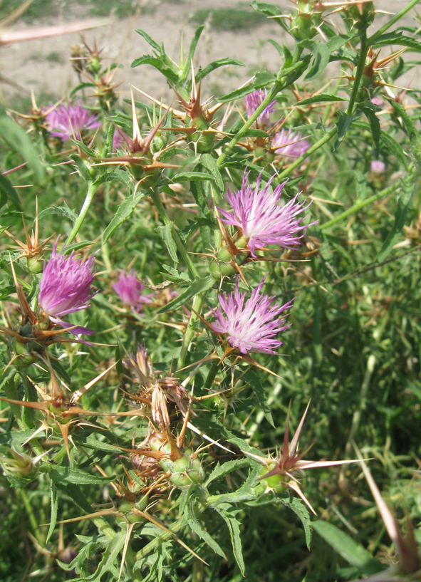 Image of Centaurea calcitrapa specimen.