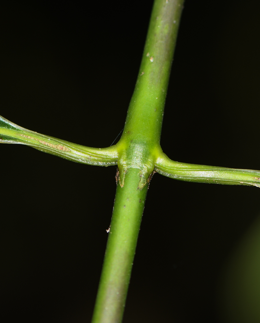 Image of Palicourea macrobotrys specimen.