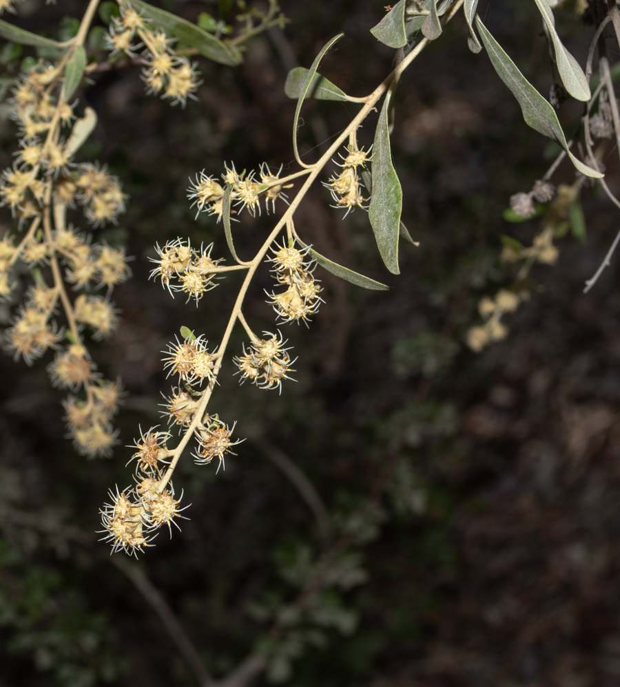 Image of Tarchonanthus camphoratus specimen.