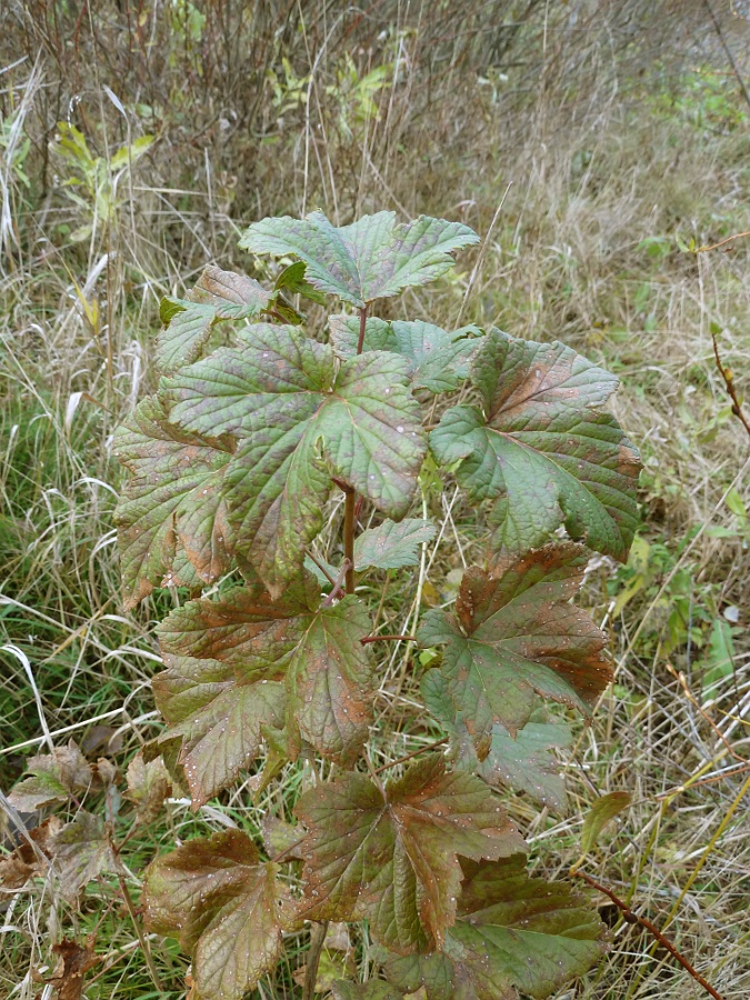 Image of Ribes nigrum specimen.