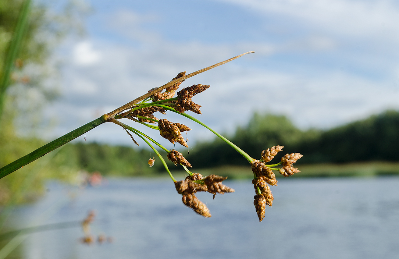 Изображение особи Schoenoplectus lacustris.