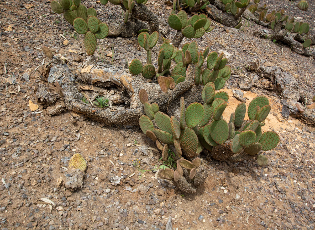 Image of Opuntia microdasys specimen.