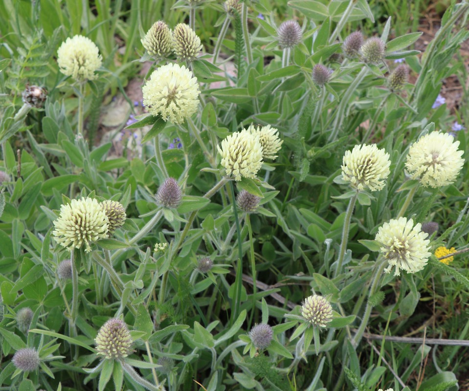 Image of Trifolium trichocephalum specimen.