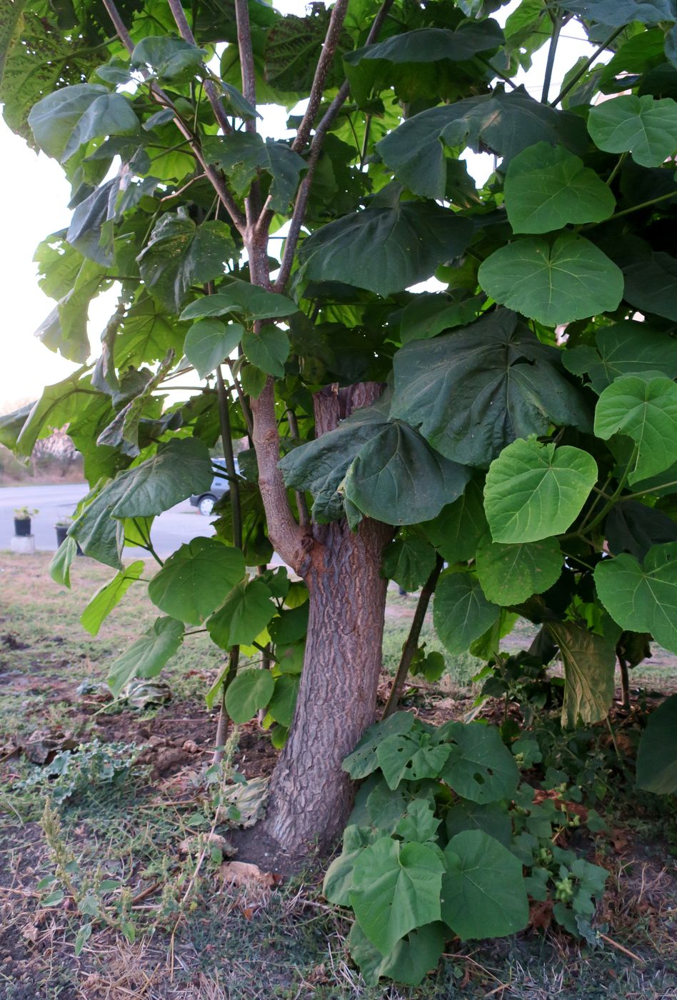 Image of Paulownia tomentosa specimen.