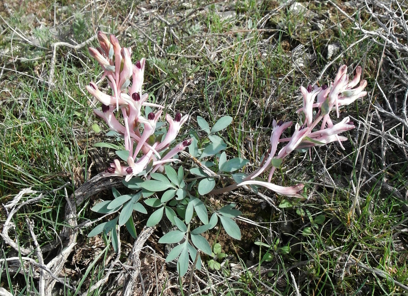 Изображение особи Corydalis schanginii.