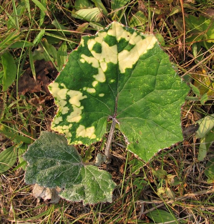 Image of Tussilago farfara specimen.