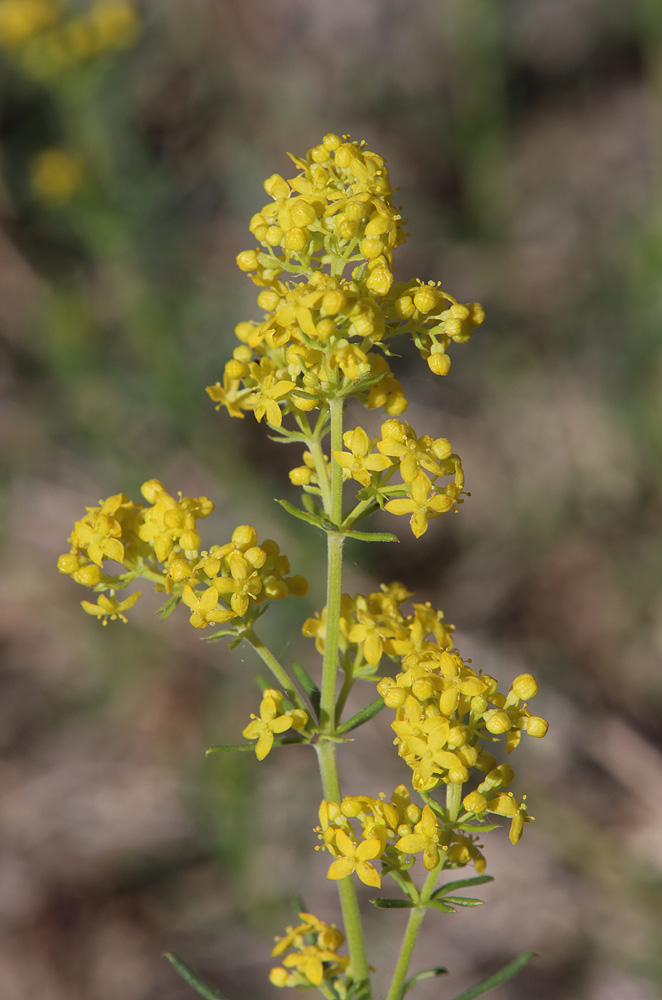 Изображение особи Galium verum.