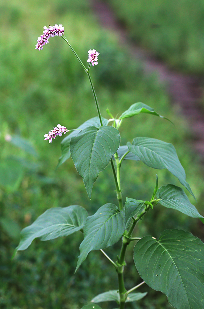 Изображение особи Persicaria pilosa.