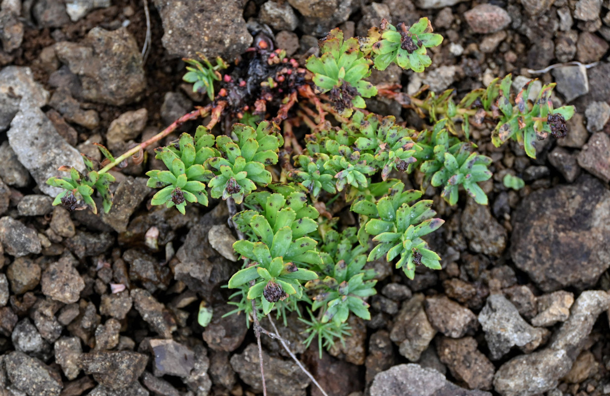 Image of Rhodiola integrifolia specimen.