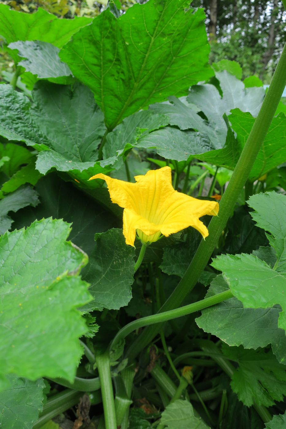 Image of Cucurbita pepo specimen.