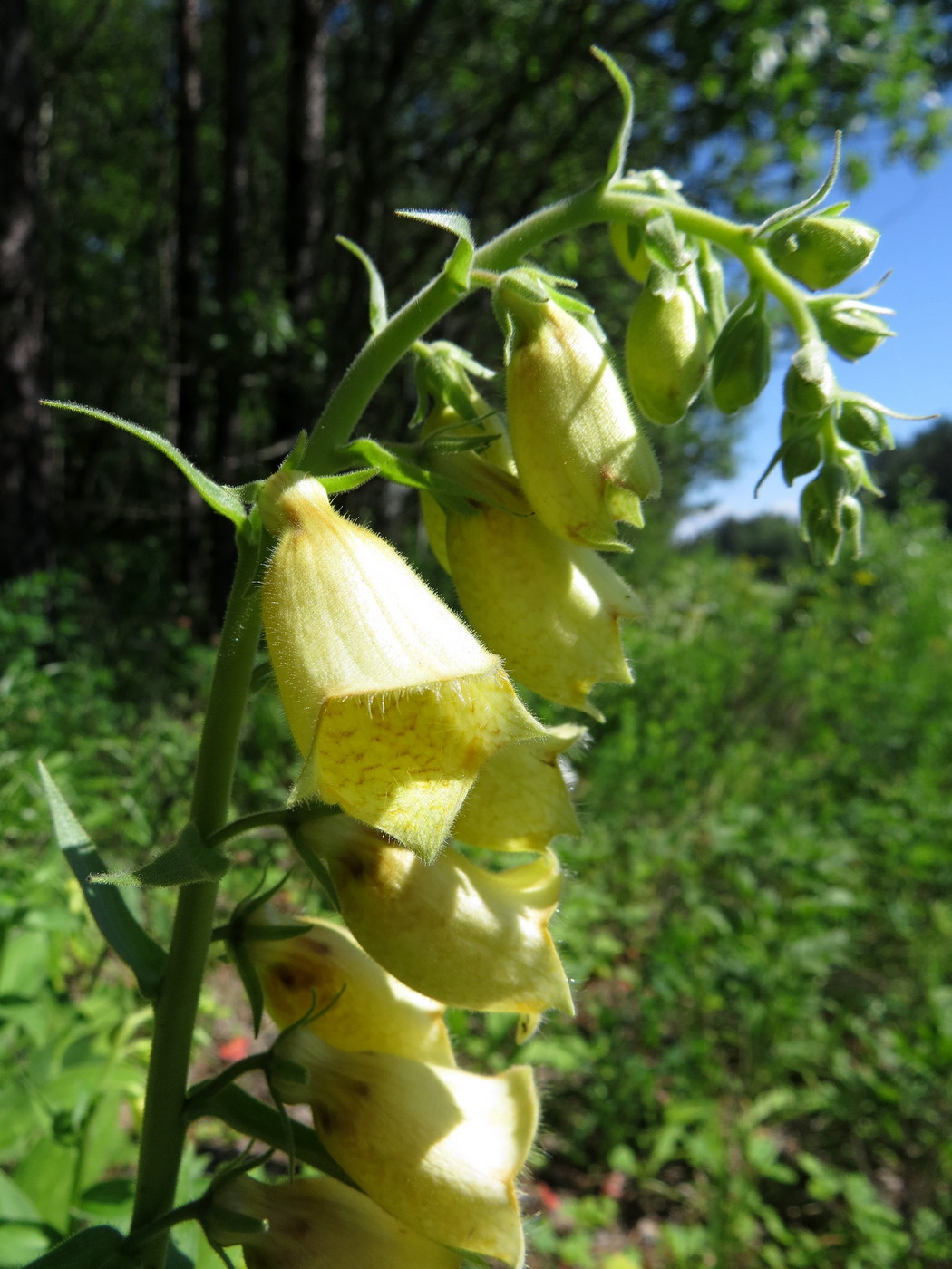 Изображение особи Digitalis grandiflora.