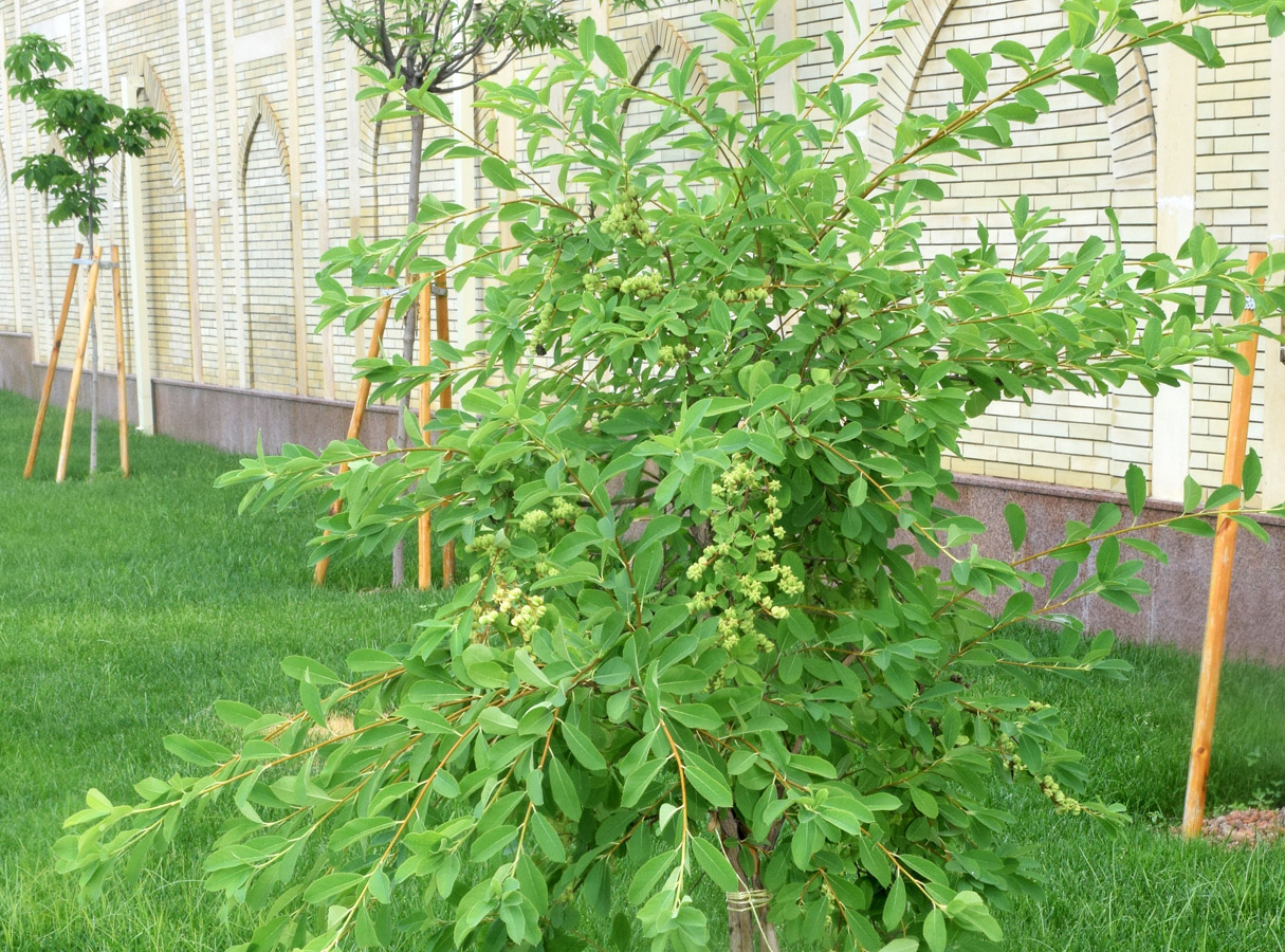 Изображение особи род Exochorda.