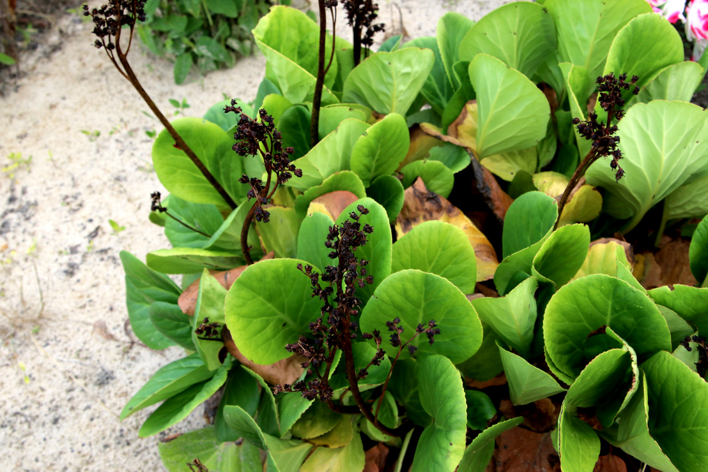 Image of Bergenia crassifolia specimen.