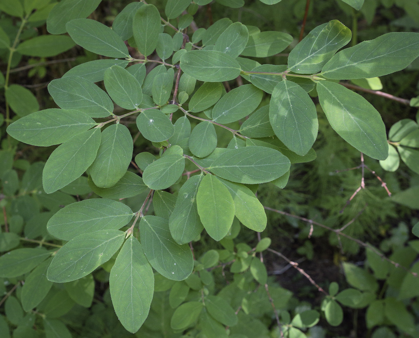 Image of Lonicera edulis specimen.