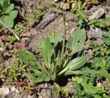 genus Plantago. Растение с развивающимися и объеденными пасущимися животными цветоносами. Республика Адыгея, Майкопский р-н, окраина карьера компании \"Волма\", луг. 29 июля 2022 г.