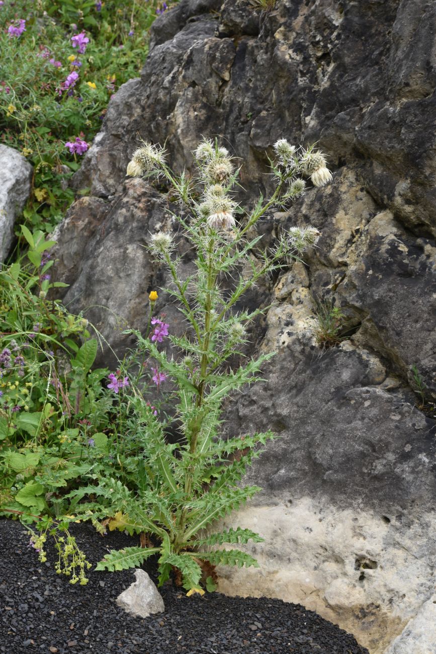 Изображение особи Cirsium echinus.