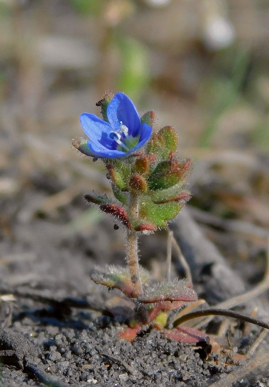 Image of Veronica triphyllos specimen.