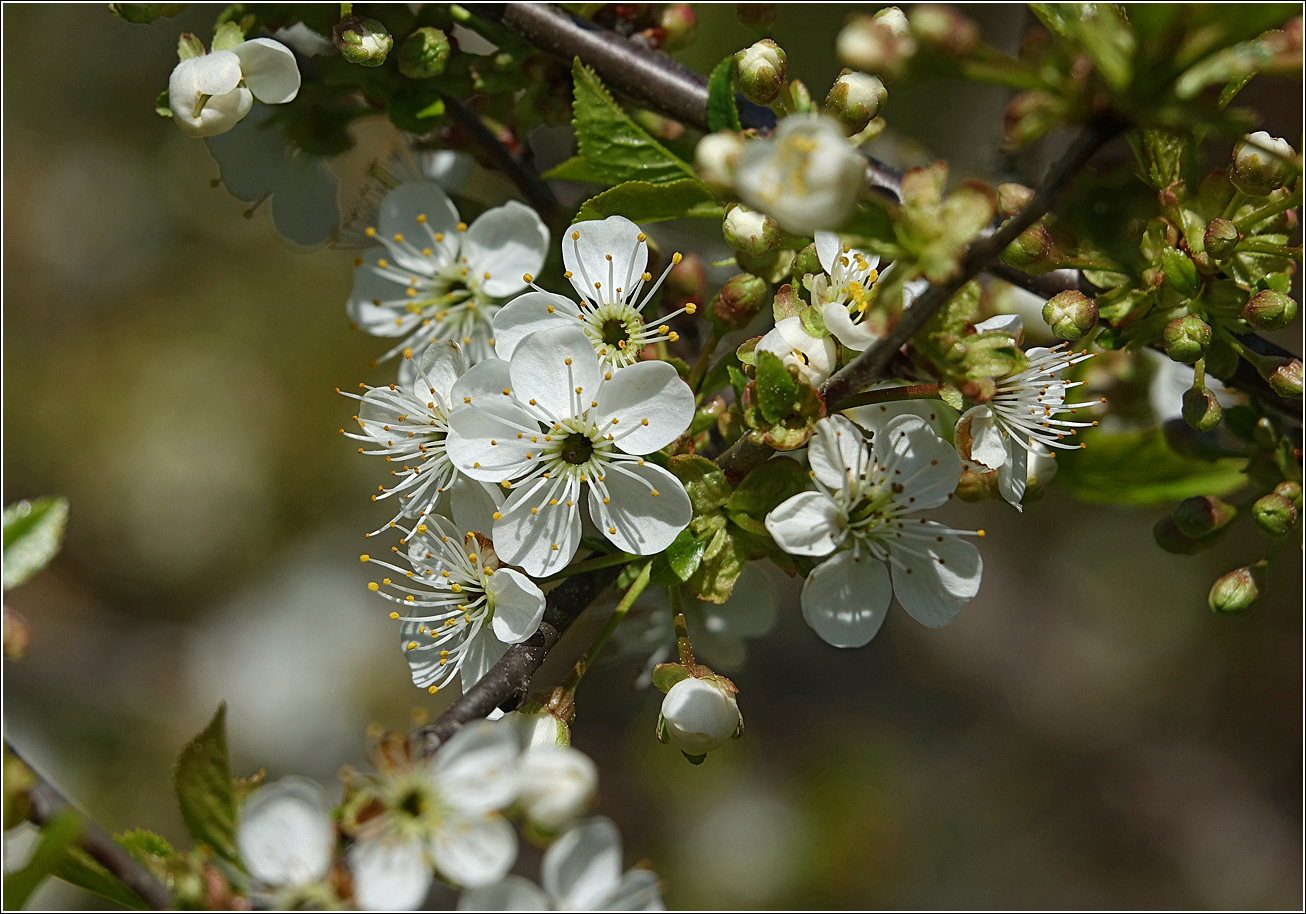 Изображение особи Cerasus vulgaris.