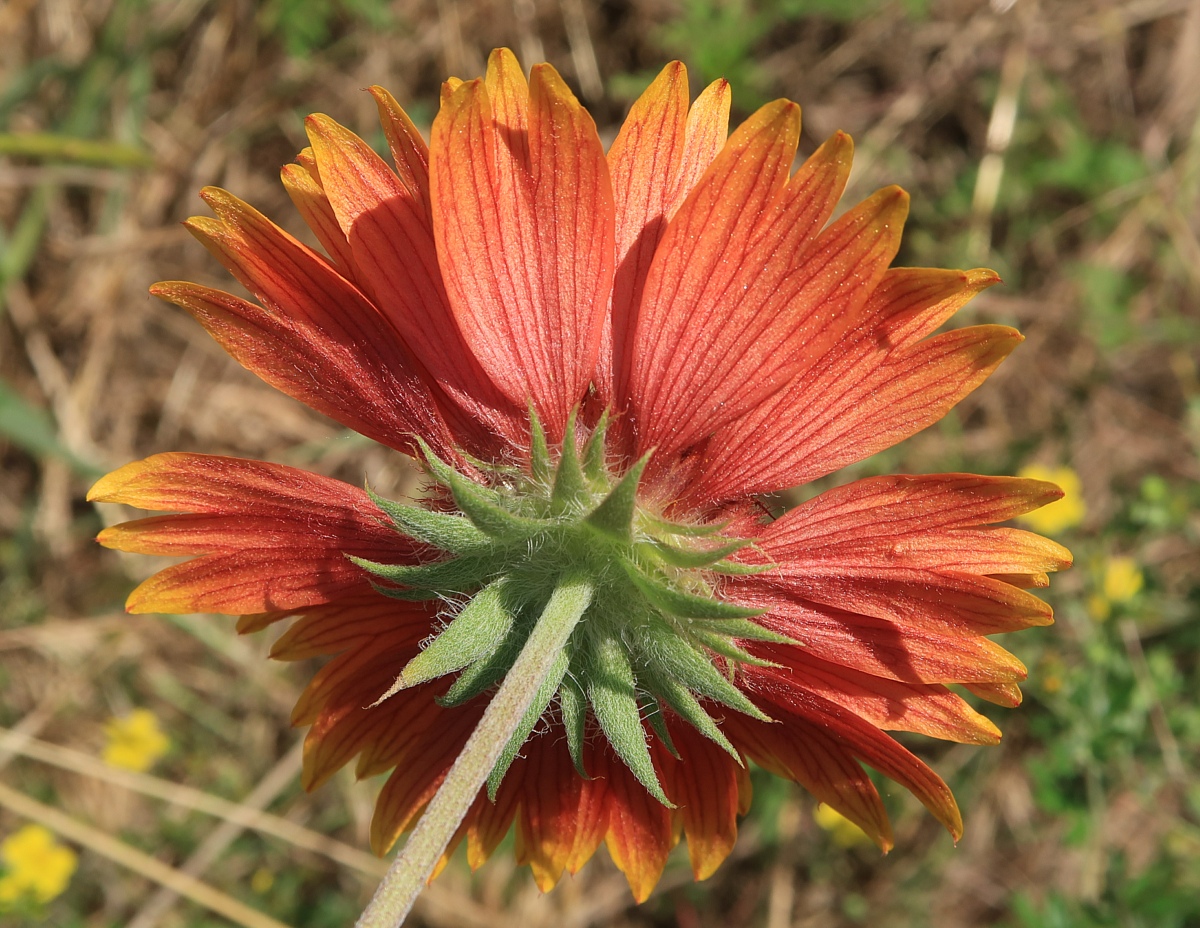 Изображение особи Gaillardia aristata.