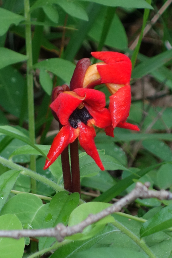 Image of Phelypaea coccinea specimen.