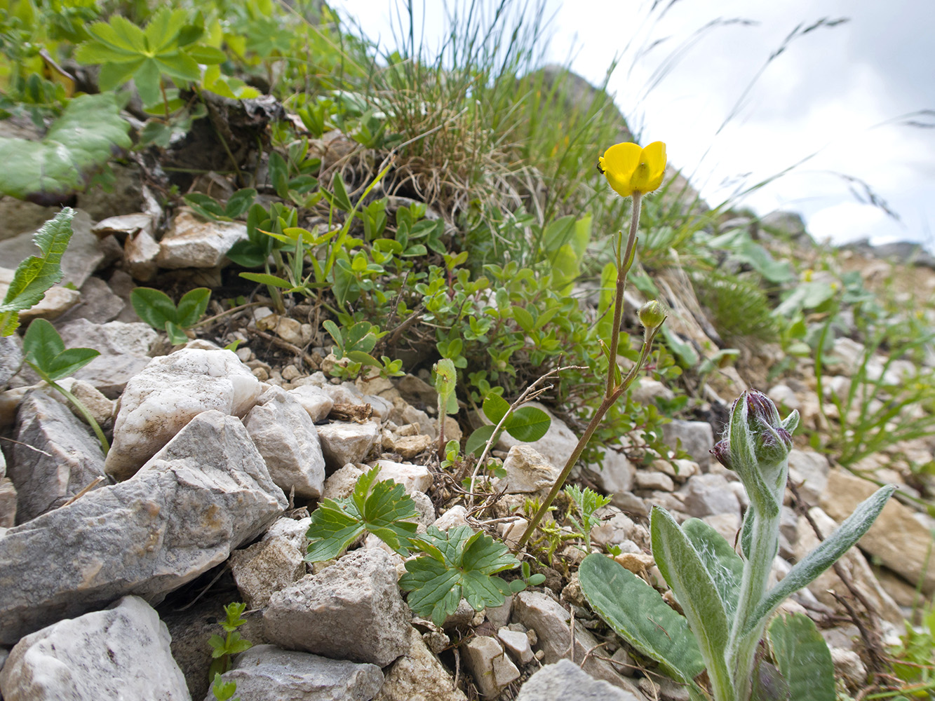 Image of genus Ranunculus specimen.