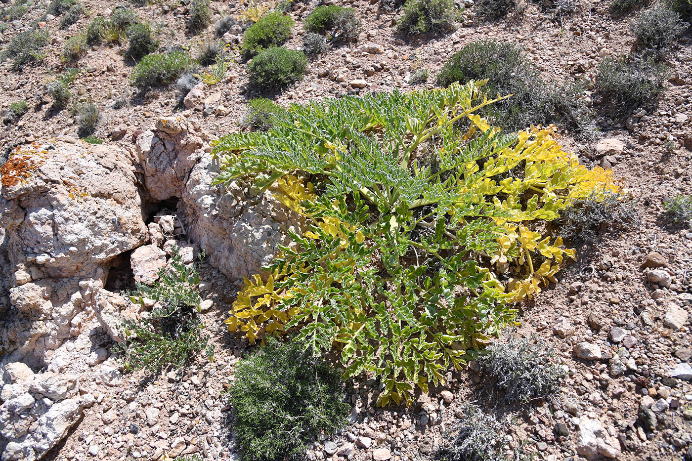 Image of Ferula iliensis specimen.