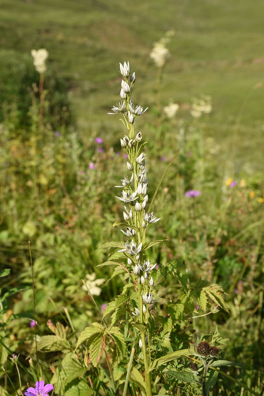 Image of Swertia iberica specimen.