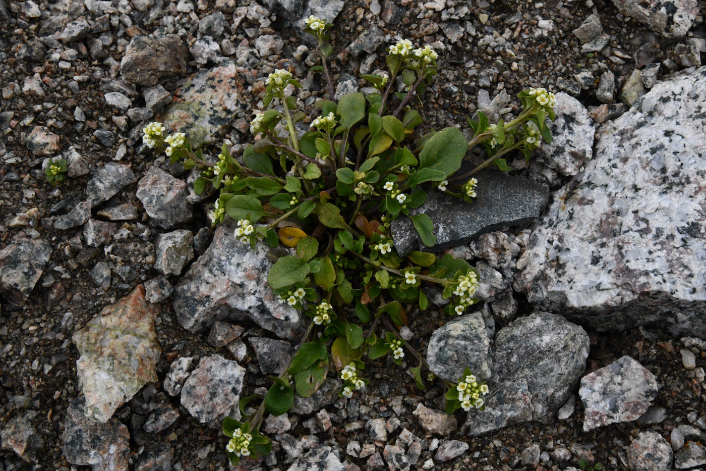 Image of Taphrospermum altaicum specimen.