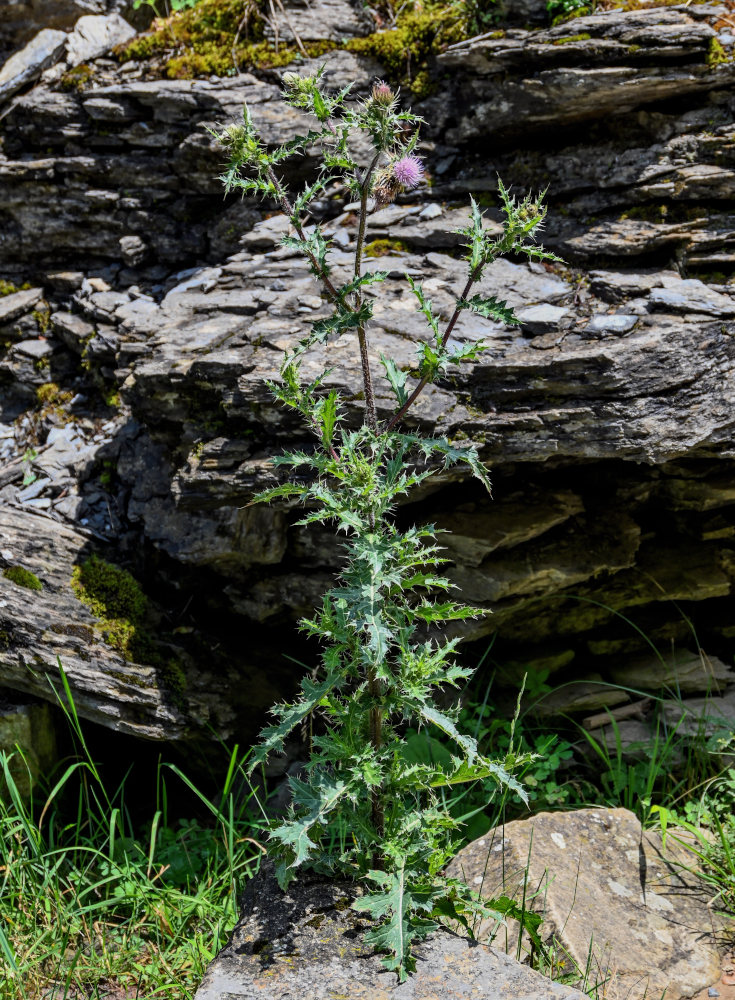 Изображение особи Cirsium polyacanthum.