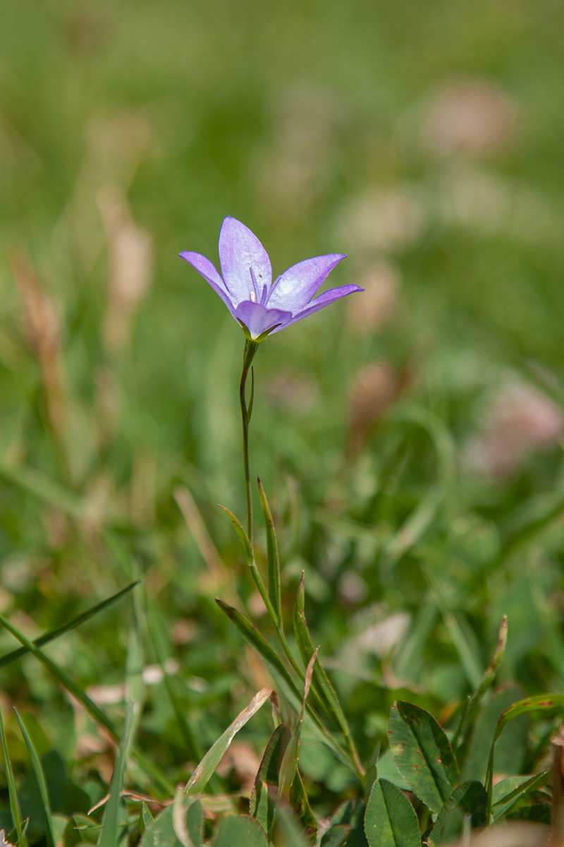 Изображение особи Campanula stevenii.