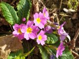 Primula vulgaris