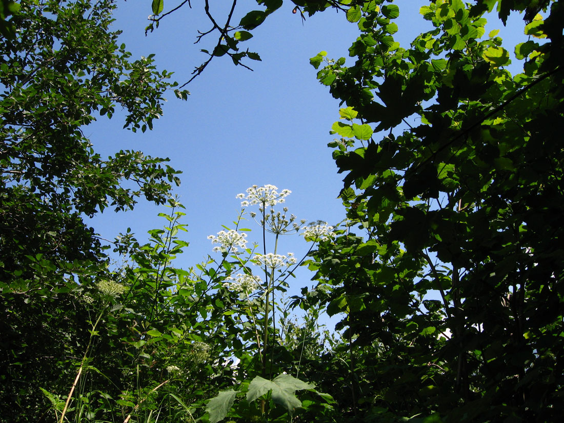 Изображение особи Heracleum asperum.