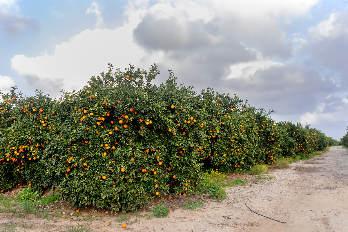 Изображение особи Citrus sinensis.