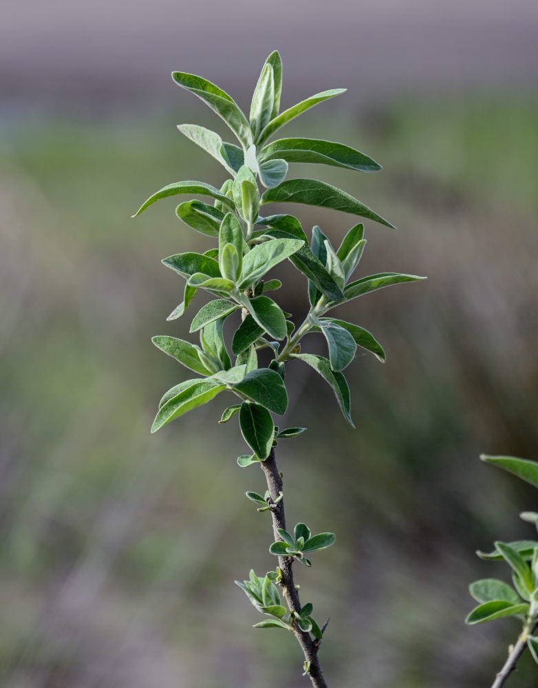 Image of Elaeagnus angustifolia specimen.